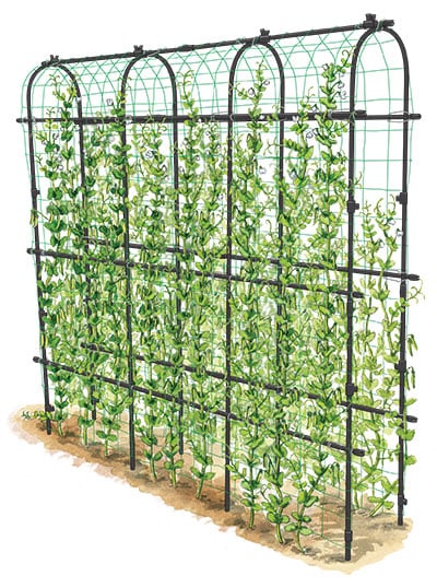 Illustration of Titan Pea Tunnel holding pea vines with peas ready to harvest