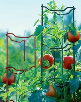 Tomatoes with Tomato Ladders