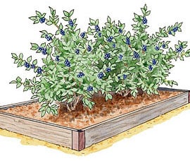 Blueberry Bed