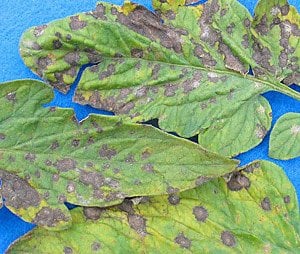 Septoria leaf spot
