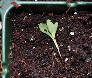 A zinnia seedling, felled by damping off