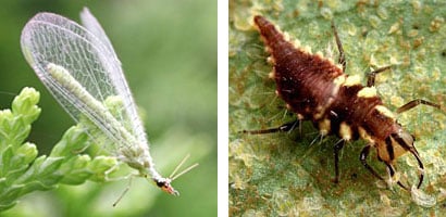 Lacewing and lacewing larva