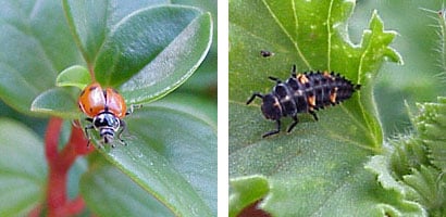 Ladybug and ladybug larva