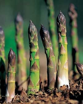 Jersey Supreme Asparagus