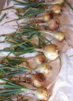 Onions curing
