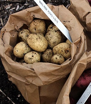 Potatoes harvested from the Potato Grow Bag