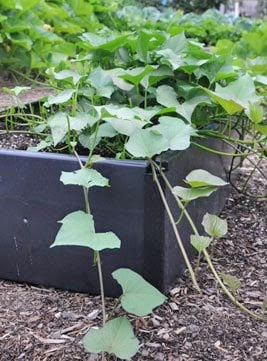 Sweet Potatoes in a Grow Bed
