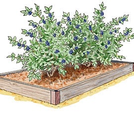 Blueberry Bed