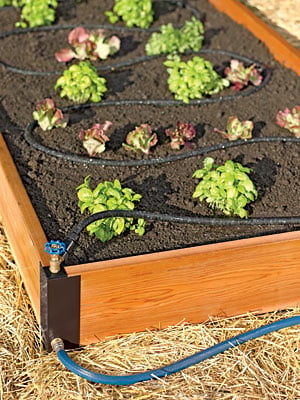 The Aquacorner system in a raised bed