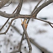 Damaged branch