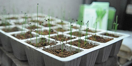 Leek seedlings
