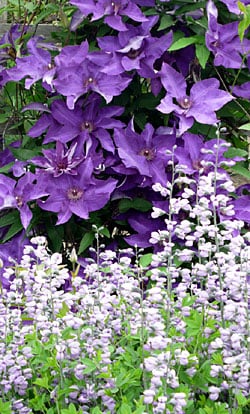 Clematis and baptisia