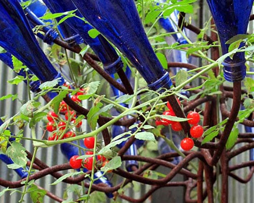 Close up of blue bottles on a bottle tree