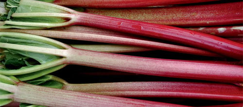 Chipman's Canada Red rhubarb