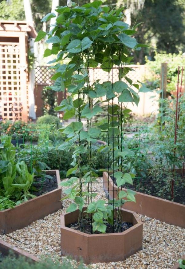 Pole beans growing on a bean tower in a small raised bed