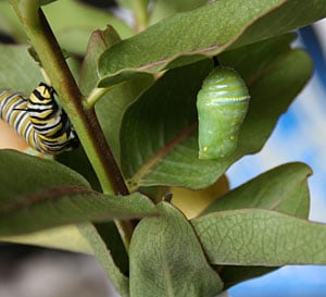 Monarch caterpillar and chrysalis 