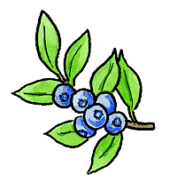 blueberry illustration