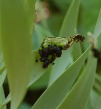 Lily leaf beetle larvae covered in a fecal shield