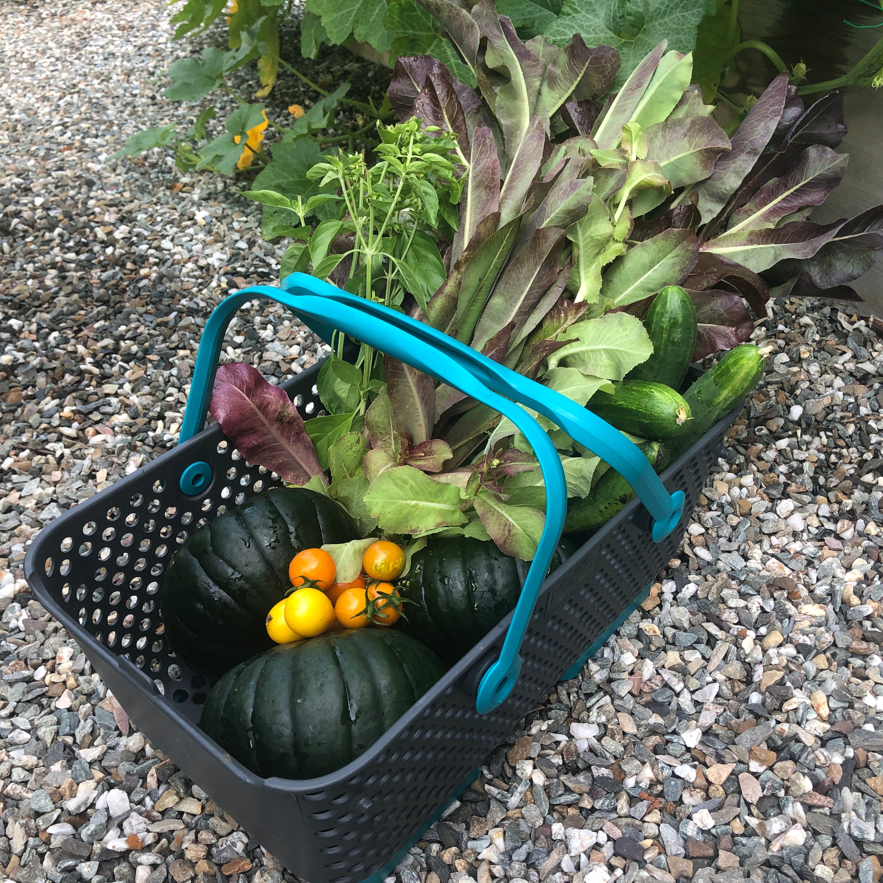 Mod hod basket filled with vegetables
