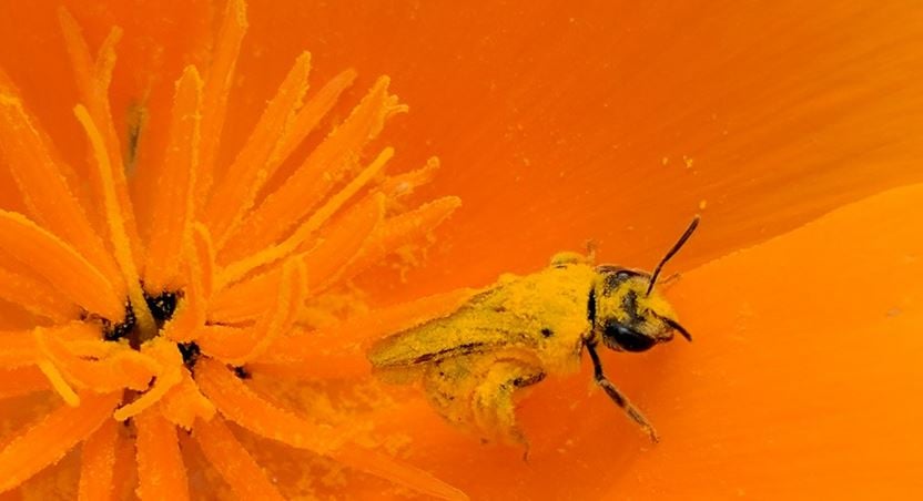 pollen covered honeybee on orange california poppy 
