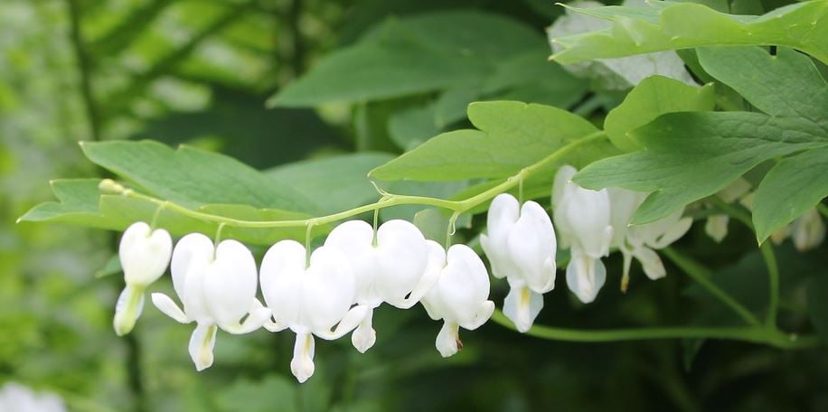 close up of blossoms on old-fashioned white bleeding heart perennial plant