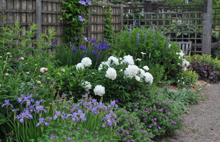 perennial flower garden with peonies and clematis in front of weathered fence