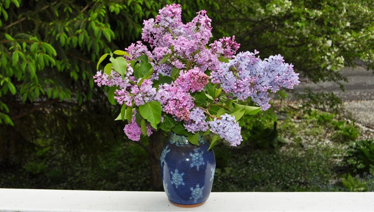 lilac flowers in a vase 