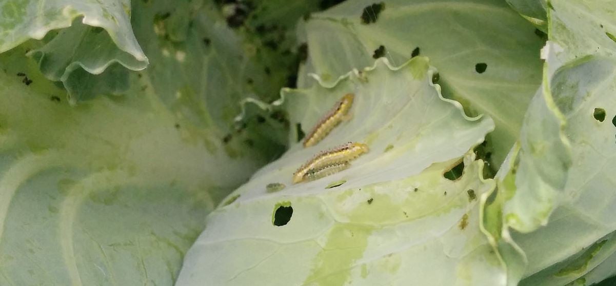  Cabbage worm on leaf