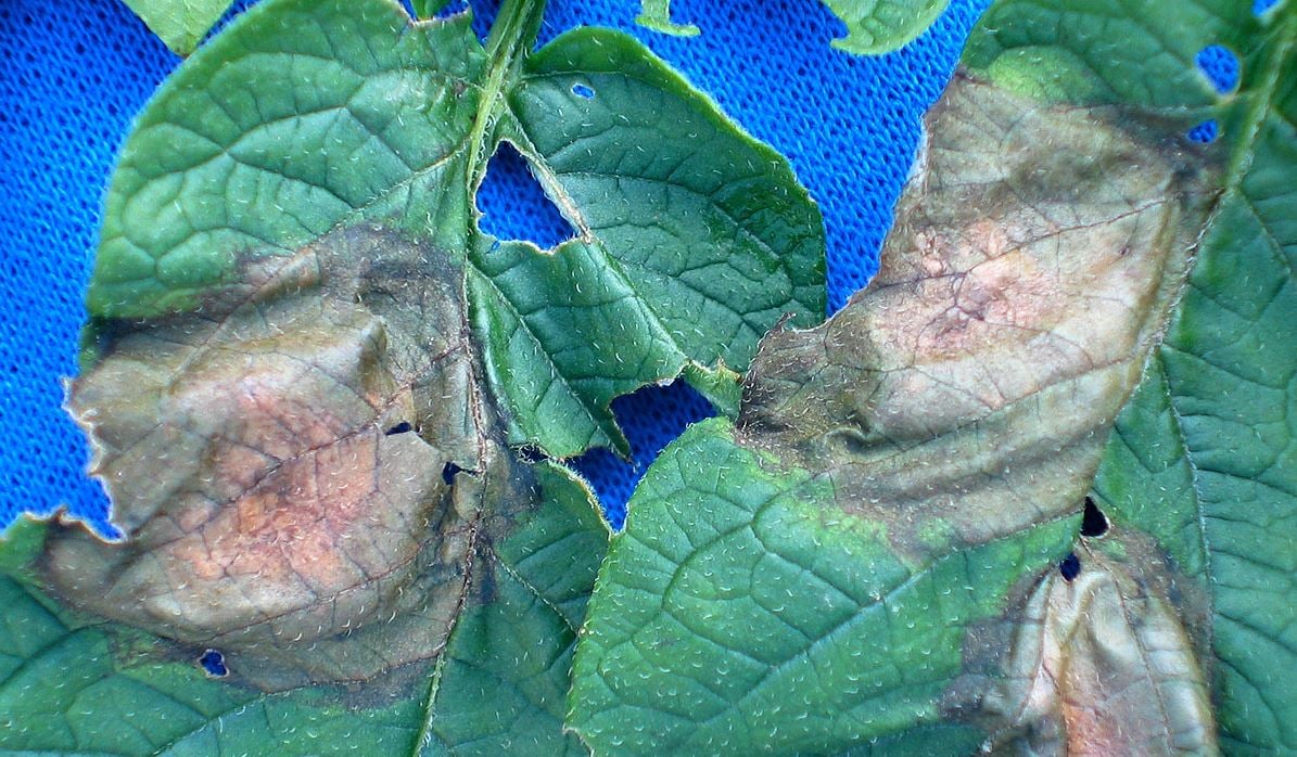late blight on potato leaves 