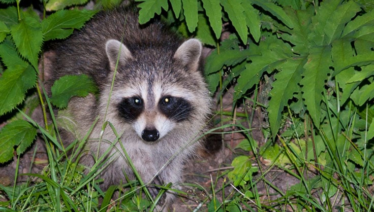 racoon 