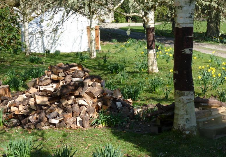 a woodpile near a garden with daffodils 