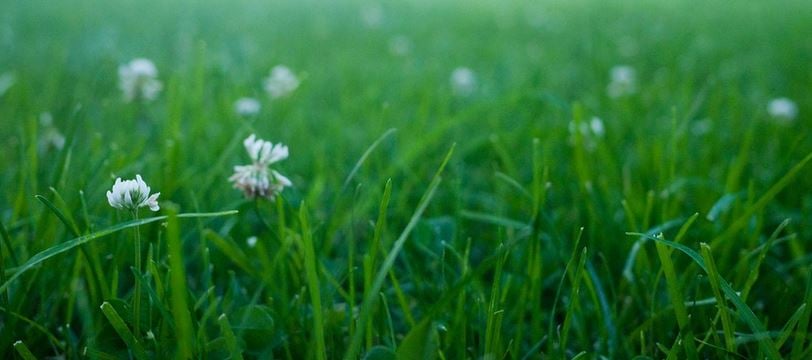 a healthy summer lawn with white clover blossoms