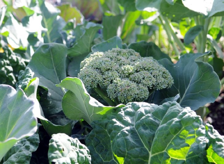 broccoli growing in a garden
