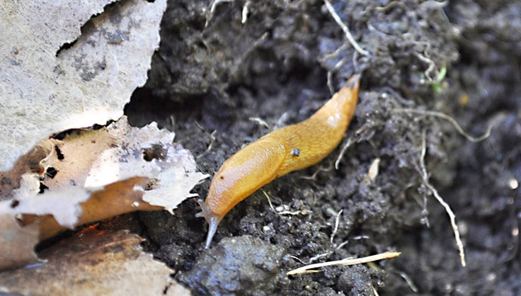 slug on soil