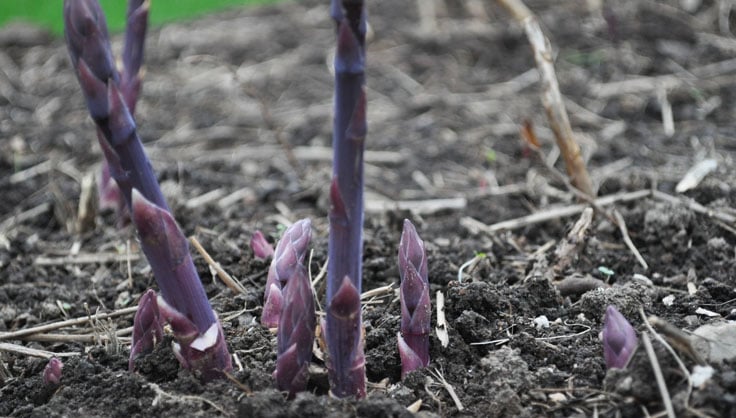 Asparagus growing in a raised bed