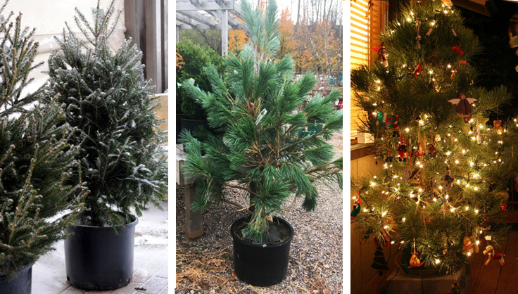 potted evergreen trees