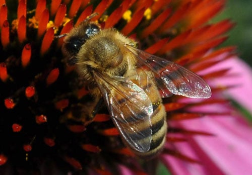 Close-up of honeybee on a flower