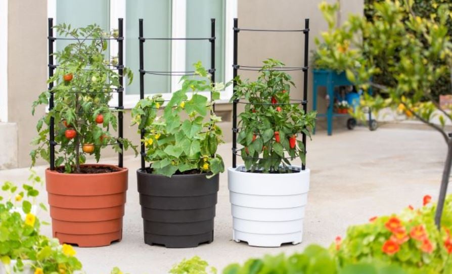 three Gardener?s Victory Self-Watering Planter Gardens growing tomatoes, cucumbers and peppers