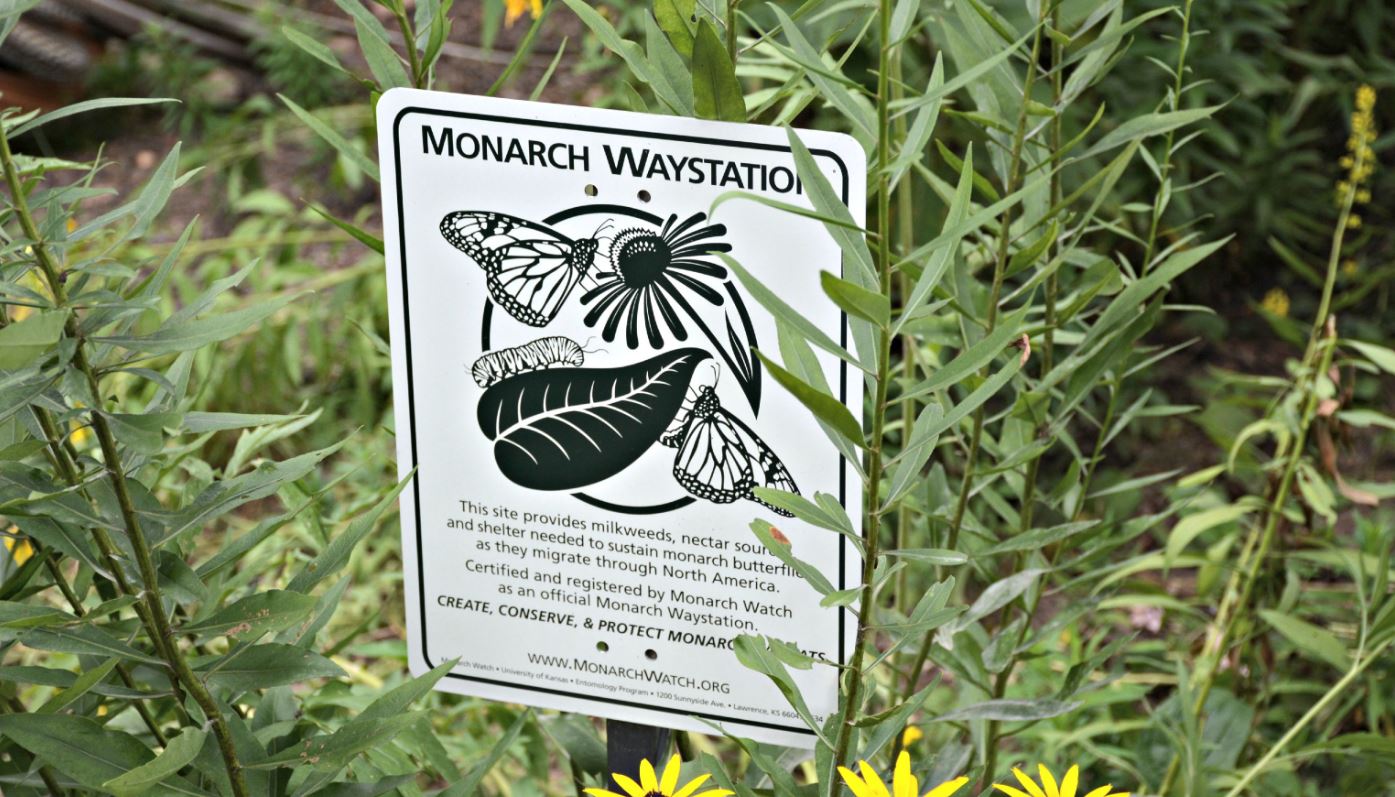 Certified Monarch Waystation
