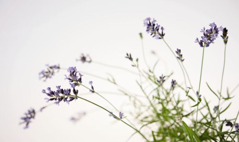 lavender stems on white background 