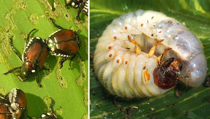 Japanese Beetles on leaf and Japanese Beetle Grub Larva