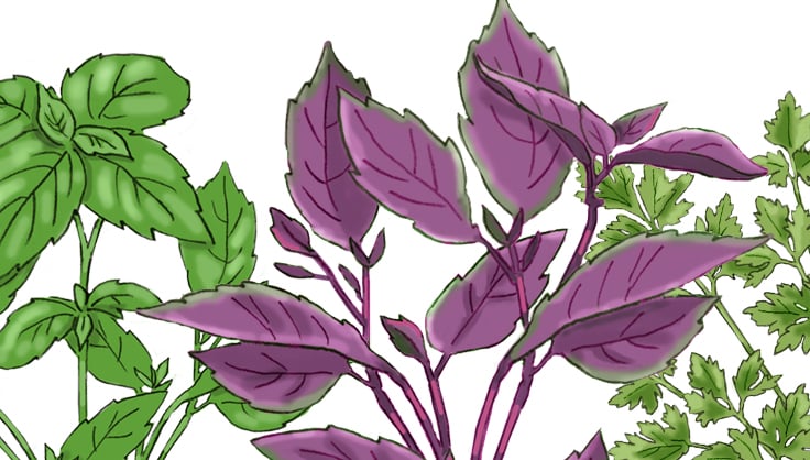 Illustration of herbs