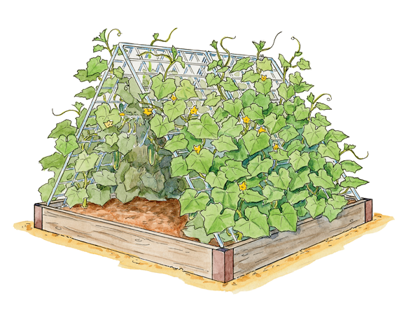 Cucumber Farm Illustration