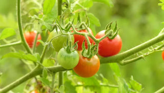 9 Easy Tips to Boost Tomato Production in Your Garden