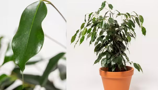 How to Care for Weeping Fig | Gardener's Supply