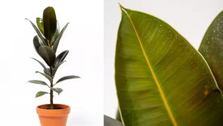 How to Grow & Care For a Rubber Plant