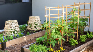 Beautiful Bamboo: Sustainable, Strong, and Stylish