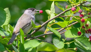 Supporting Wildlife in Your Own Backyard