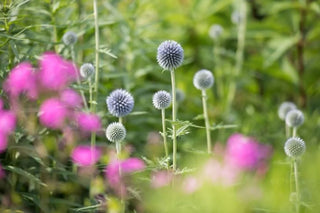 Feed Your Soul: Plant a Cutting Garden