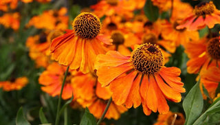 Annual Flowers Bring Late Summer Color